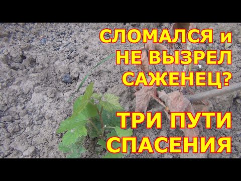 Видео: СЛОМАЛСЯ и НЕ  ВЫЗРЕЛ САЖЕНЕЦ? ТРИ ПУТИ СПАСЕНИЯ