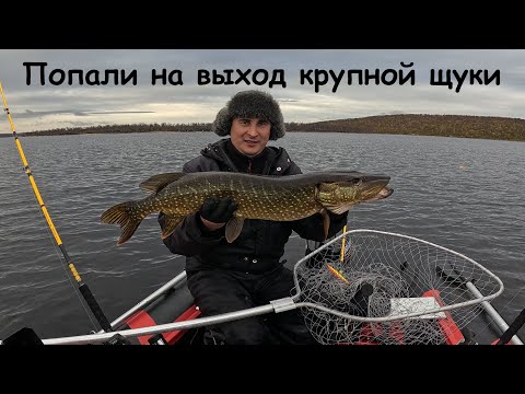Видео: ОСЕНЬЮ ЩУКА КРУПНЕЕ И ЖИРНЕЕ