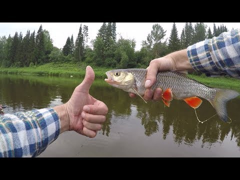 Видео: Чусовая: Илимский голавль