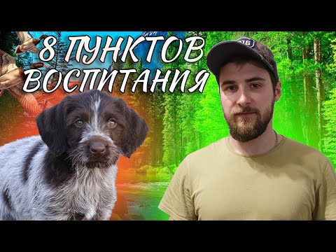 Видео: Воспитание охотничьего щенка. Всего 8 пунктов к послушной собаки. Запиши их и у тебя всё получится