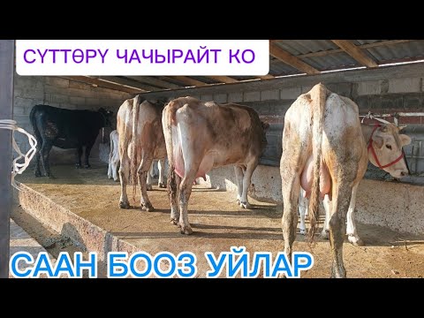Видео: СААН МУЗОЛУУ УЙЛАР ЧЫКТЫ САТУУГА КӨРҮҢҮЗ ЧҮЙ ОБЛУСУ БЕЛОВОДСКИЙДЕ ДОСТАВКА БАР ЧАЛЫҢЫЗДАР ЭЭСИНЕ ☎️✅