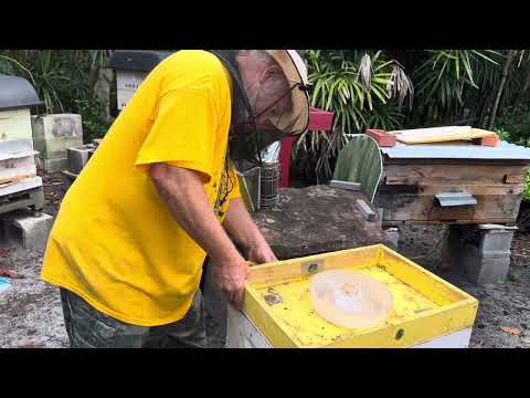 Видео: Королева выше отпугивателя? - пчеловодство