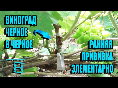 Видео: УСЛОВИЯ И ПРИВИВКА ВИНОГРАДА ЧЕРНОЕ В ЧЕРНОЕ ГЛАЗОМ И В РАСЩЕП. СЕВЕРНЫЙ ВИНОГРАДНИК 8-21