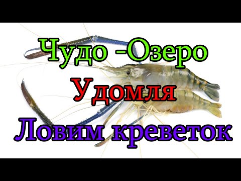 Видео: Обзор Раколовок для ловли креветок. Ловим Креветок в раколовки на Чудо-озере Удомля. Летняя рыбалка.