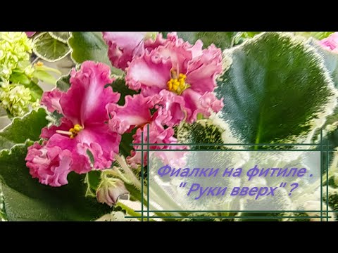 Видео: Мои фиалочки 🌸🌸🌸