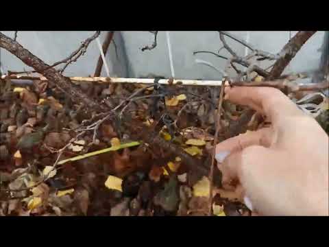 Видео: Исправляем ошибки в формировании актинидии коломикта