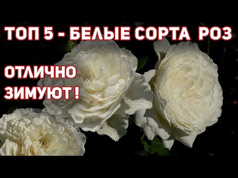 Видео: Белые розы 5 сортов. Белое восхищение! Покорят всех обильным цветением.