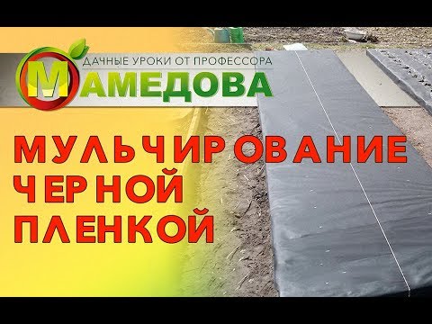 Видео: Мульчирование черной пленкой.