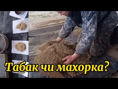 Видео: Як я роблю свій табак. Табак чи махорка?.Будні села.