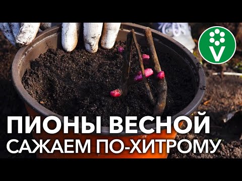 Видео: ПОСАДКА ПИОНОВ ВЕСНОЙ: если нельзя, но очень хочется