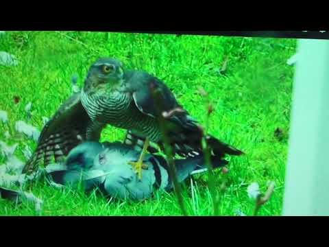 Видео: николаевские голуби почему не работает фурадан\конфета\