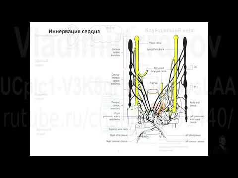 Видео: Иннервация сердца