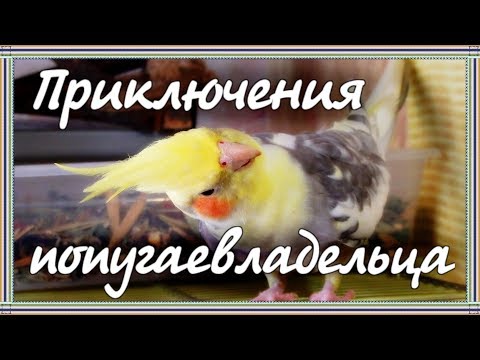 Видео: Влог | БУДНИ ВЛАДЕЛЬЦА ПОПУГАЕВ. Птичий огород, зелень и многое другое. Что едят мои попугаи.