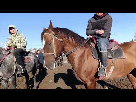 Видео: ЖЫЛКЫ БАЗАР ПРИГОРОДНЫЙ МАЛ БАЗАР ӨСПҮРҮМ ТАЙЛАР АТ УЛАККА 19/10/24/