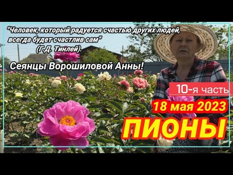Видео: Сеянцы пионов Ворошиловой. От опыления до цветка! Часть 10 / Сад Ворошиловой