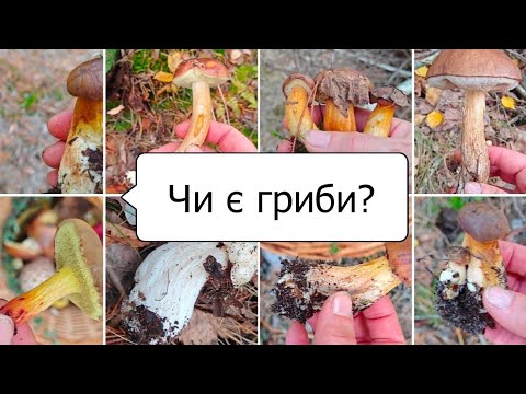 Видео: Безкоштовний декор для саду. 8 видів грибів.