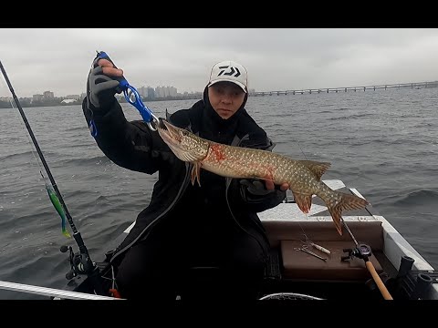 Видео: Щука на воблеры или биг бейты, батл ч. 2. Тест BFT Lizzard X до 130 гр