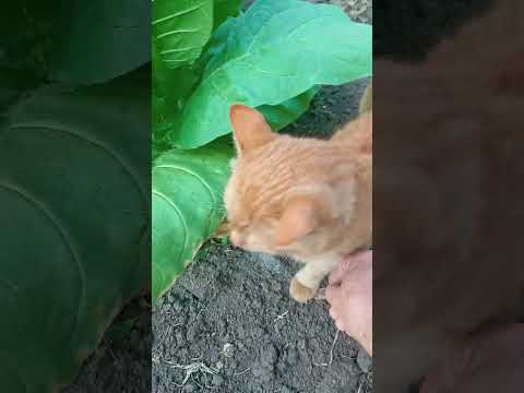 Видео: 16 июля 2025 г.