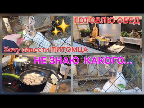 Видео: VLOG: ХОЧУ ПИТОМЦА, НЕ ЗНАЮ КАКОГО 🤷‍♀️ ГОТОВЛЮ обед /прогулка 