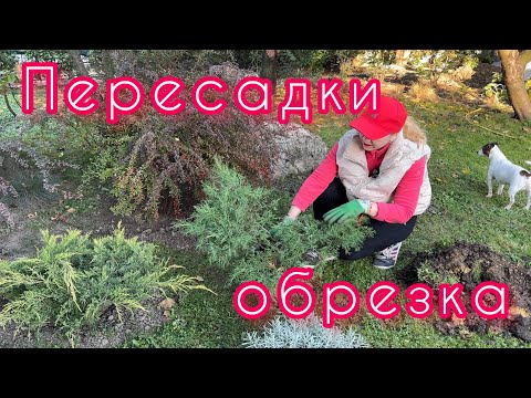 Видео: ПЕРЕСАДКИ И ОБРЕЗКА ,Работаю в саду!Снова солнечно!