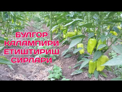 Видео: БУЛГОР КАЛАМИРИ ЕТИШТИРИШ УЙ ШАРИТДА