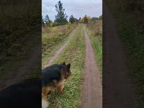 Видео: Погуляли