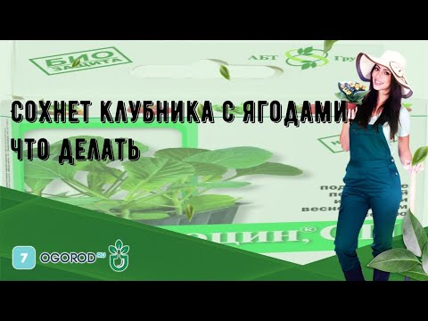 Видео: Сохнет клубника с ягодами, что делать