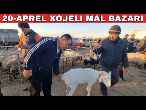 Видео: 20-АПРЕЛЬ/ХОЖЕЛИ МАЛ БАЗАРЫ/СКОТНЫЙ РЫНОК/BUQALAR/BIG BULLS IN THE WORLD/BIG COW