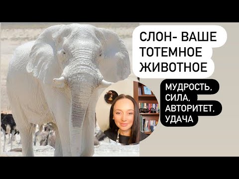 Видео: Слон- ваше тотемное животное# Сила, мудрость, удача в доме# семейственность#