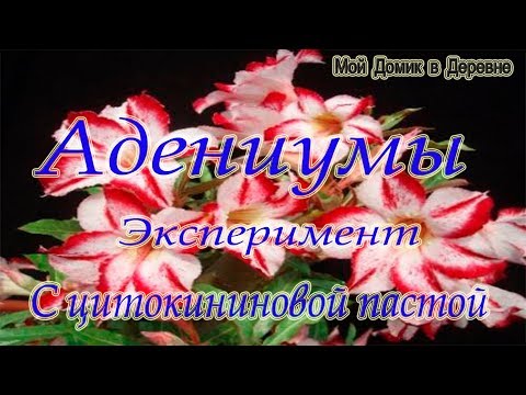 Видео: Адениум ! Эксперимент с цитокининовой пастой! Часть 1