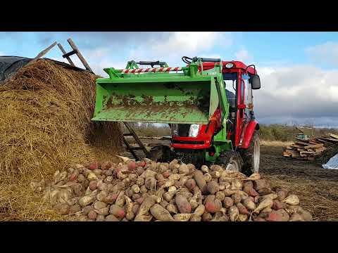 Видео: Вожу свёклу Куном на Донг Фенг 244-G2 // Поздравление с Рождеством