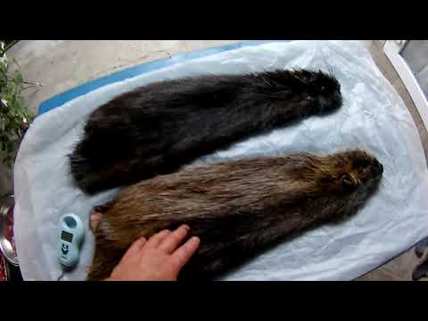 Видео: Нутрии ,6,5 мес. вес 3,5 кг.