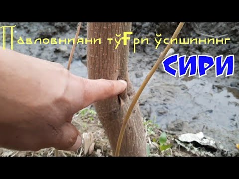 Видео: Павловнияни тўғри ўстириш, экиш ва парваришлаш.