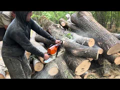Видео: 26 серпня 2023 р.STIHL MS462c-m👍💪
