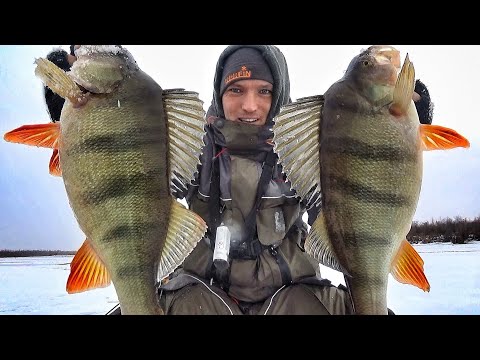 Видео: РЕКОРДНЫЕ ОКУНИ-СЛОНЫ В КАЖДОЙ ЛУНКЕ! ГОРБАЧИ КИЛО И БОЛЕЕ! Первый лёд!