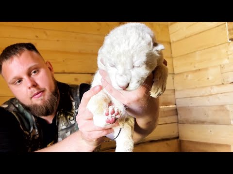 Видео: РОДИЛИСЬ РЕДЧАЙШИЕ БЕЛЫЕ ЛЬВЯТА! Рекорд - сразу 5 малышей!  /  ПАРК ЛЬВОВ ЗЕМЛЯ ПРАЙДА МОСКВА