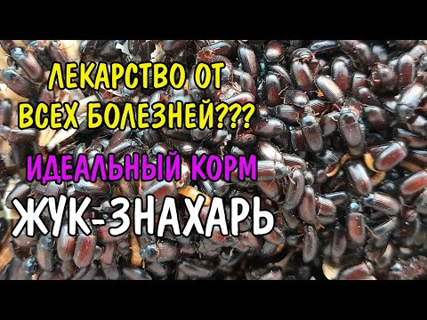 Видео: ЛЕКАРСТВО ОТ ВСЕХ БОЛЕЗНЕЙ ИЛИ СУПЕР КОРМ? ЖУК - ЗНАХАРЬ Ulomoides Dermestoides