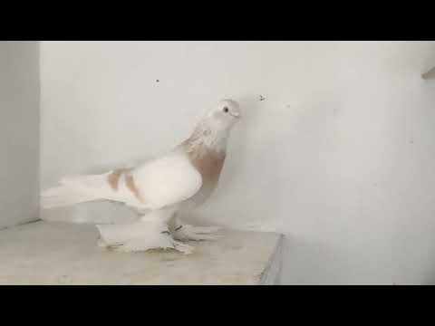 Видео: Бланьжевый племенной красавчик 8.11.2025год.Германия