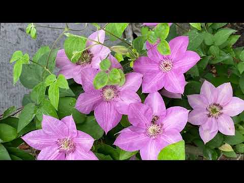 Видео: ПОДГОТОВКА КЛЕМАТИСОВ к ЗИМЕ. Какие сорта растут в горшках//Когда укрывать клематисы в контейнерах.