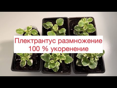 Видео: Плектрантус Размножение 100% укоренение