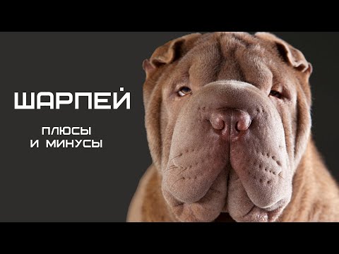 Видео: ШАРПЕЙ. Плюсы и минусы собаки породы шарпей Shar Pei #шарпей #собаки