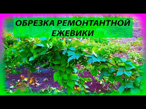 Видео: Как обрезать ремонтантную ежевику осенью. Как укрыть ремонтантную ежевику. Как выращивать ежевику.