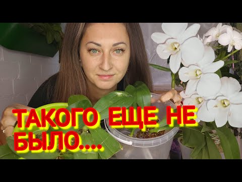 Видео: ВПЕРВЫЕ! ОРХОЭКПЕРИМЕНТ с реанимационными орхидеями📌