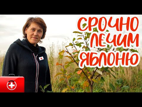 Видео: Обрезка яблони - плодовый сад  осенью,  срочно спасаем  яблоню. Совет переезжающим в деревню.