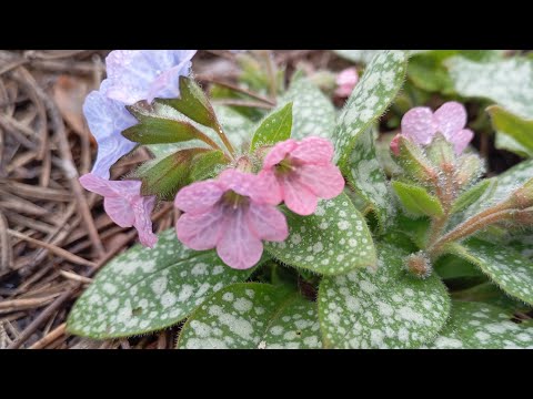 Видео: Прогулянка квітниками🌱🌿Квітують геацинти, нарциси, анемона, медуниця 🇺🇦