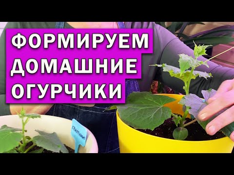 Видео: Огурцы на подоконнике. Формировка, прищипка.