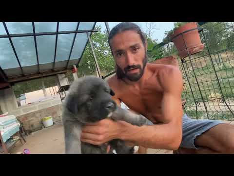 Видео: Куче Кръстоска Алабай с Белгийска Овчарка. Кучетата на ЖельоМир