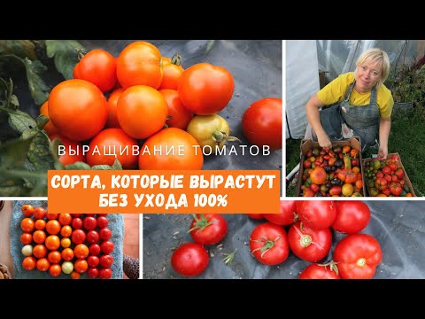 Видео: ЭТИ СОРТА ВЫРАСТУТ САМИ! Томаты без ухода / 11 сортов