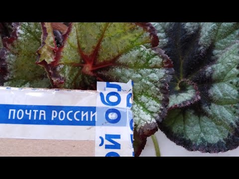 Видео: Распаковка и обзор заказа декоративно-лиственных бегоний. //Begonia, parcel