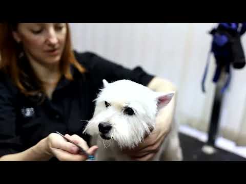 Видео: Как подстричь Вест Хайленда: лучшая техника тримминга.